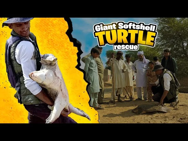 softshell turtle rescue