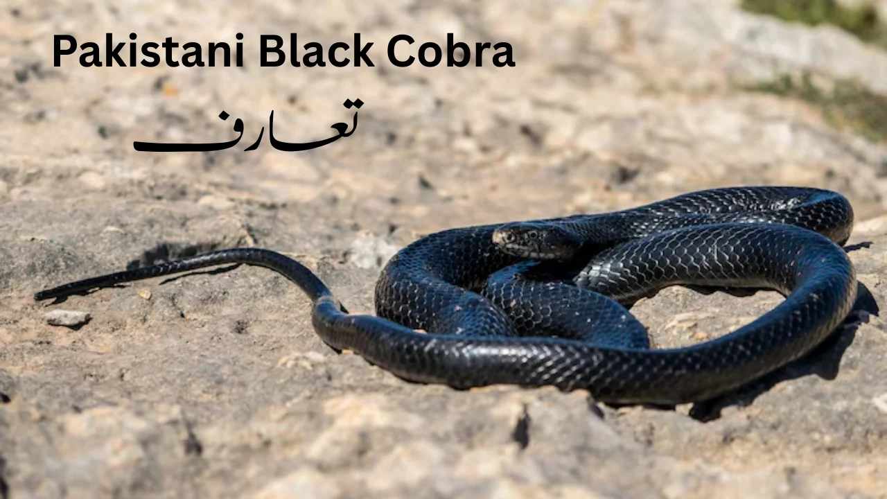 Black Cobra ( Naja Naja) in Pakistan – Complete Guide to This Deadly Reptile