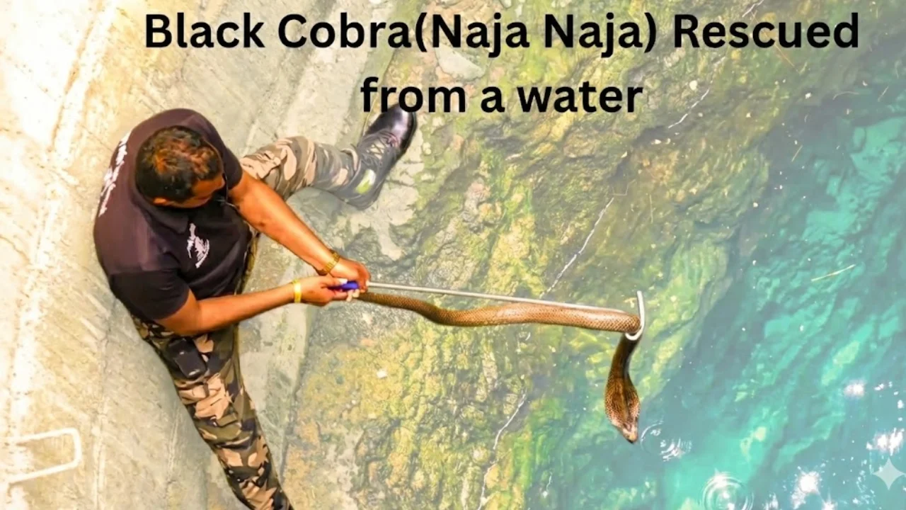 Black Cobra(Naja Naja) Rescued from a water well