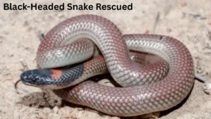 Black-Headed Snake Rescued  in Pakistan 