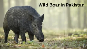 Wild Boar in Pakistan: Complete Information and Facts