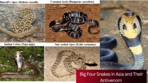 Big Four Snakes in Asia and Their Antivenom 