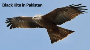 Black Kite in Pakistan: Complete Detail