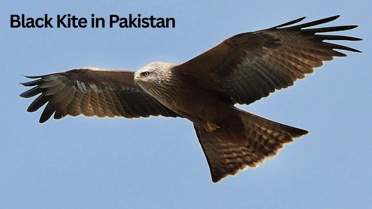 Black Kite in Pakistan Complete Detail