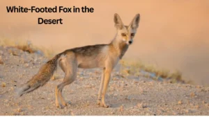 Life of the White-Footed Fox in the Desert: Complete Guide