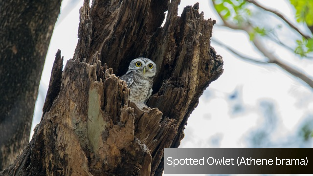 Spotted Owlet (Athene brama) in Pakistan