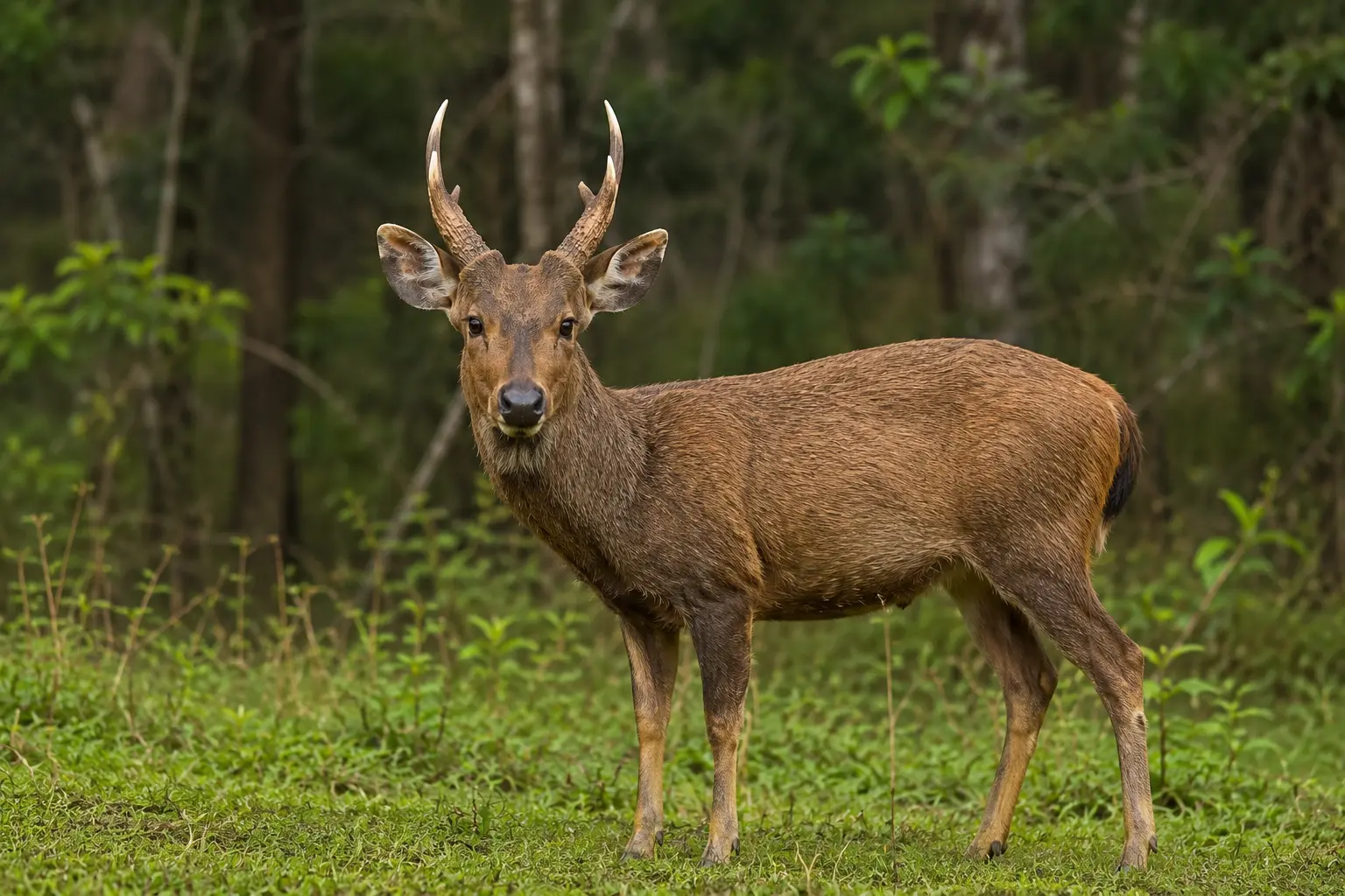 Hog-Deer.webp